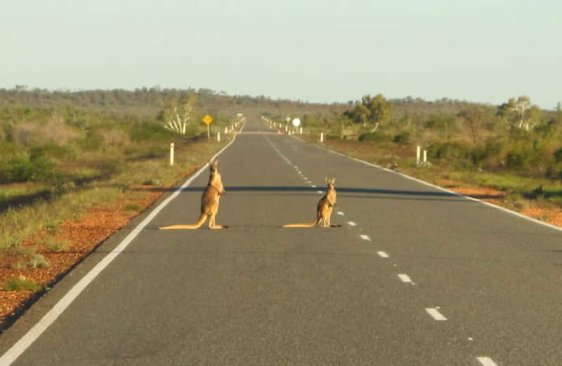 kangaroo-crossing