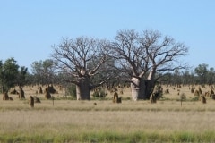 baobabs-de-derby