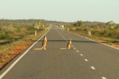 kangaroo-crossing