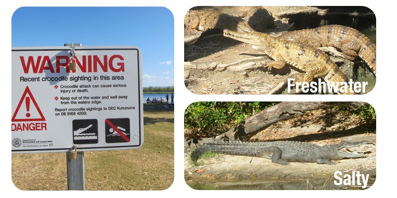 Krokodile in Australien_2