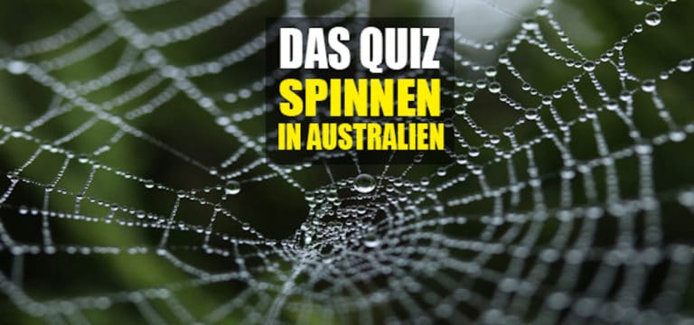 Die gefährlichsten Spinnen in Australien: Das große Spinnen Quiz