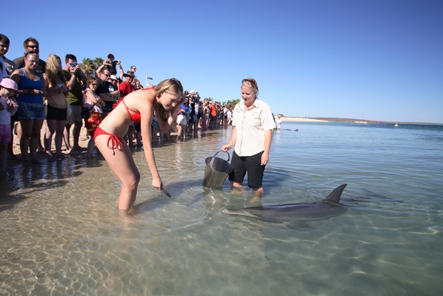 Shark Bay Westküste Australien