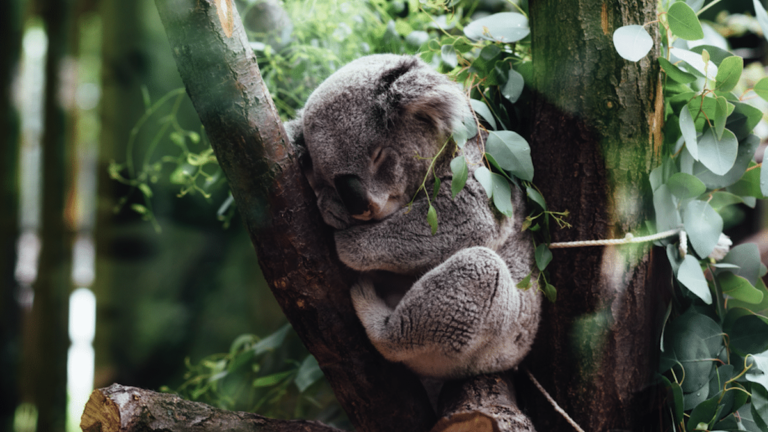 Koalas: Die entspanntesten Tiere in Australien