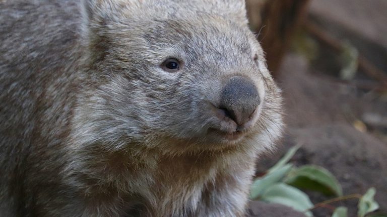 Der Wombat – Australische Tierwelt