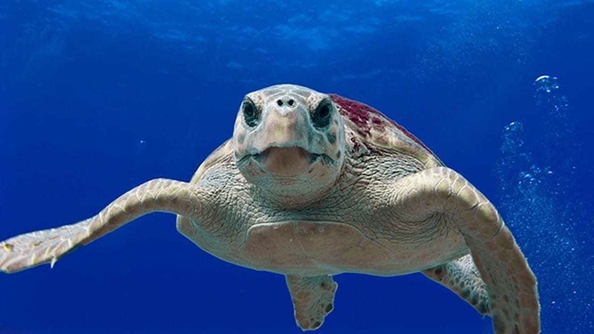 Blechschild XXL Abenteurer  Great Barrier Reef Australien Wasserschildkröte Fis 
