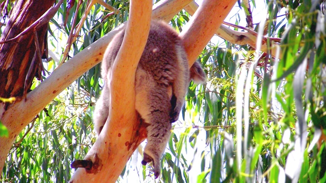 phillip island koala2