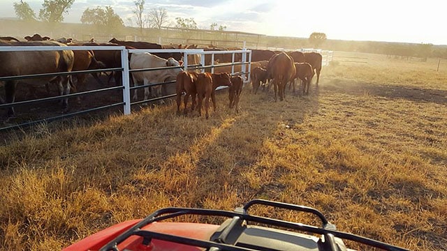 Rinder in Queensland