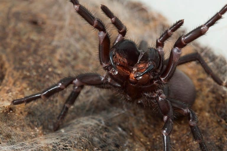 Die gefährlichsten Spinnen in Australien: Das große Spinnen Quiz
