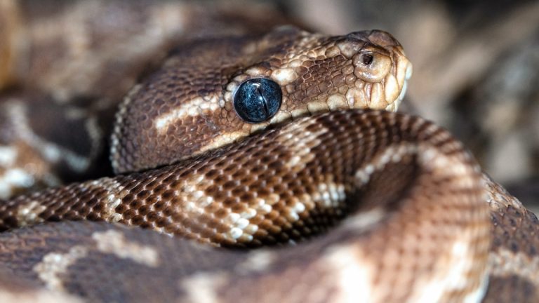 Schlangen in Australien: Alles was du wissen musst