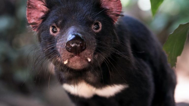 Der Tasmanische Teufel Australiens