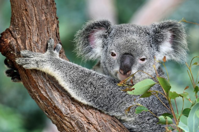 Unglaubliche Geschichten über Koalas – Australien