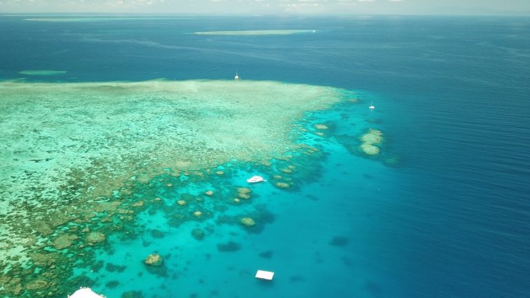 Tiere im Great Barrier Reef – Die „GREAT 8“