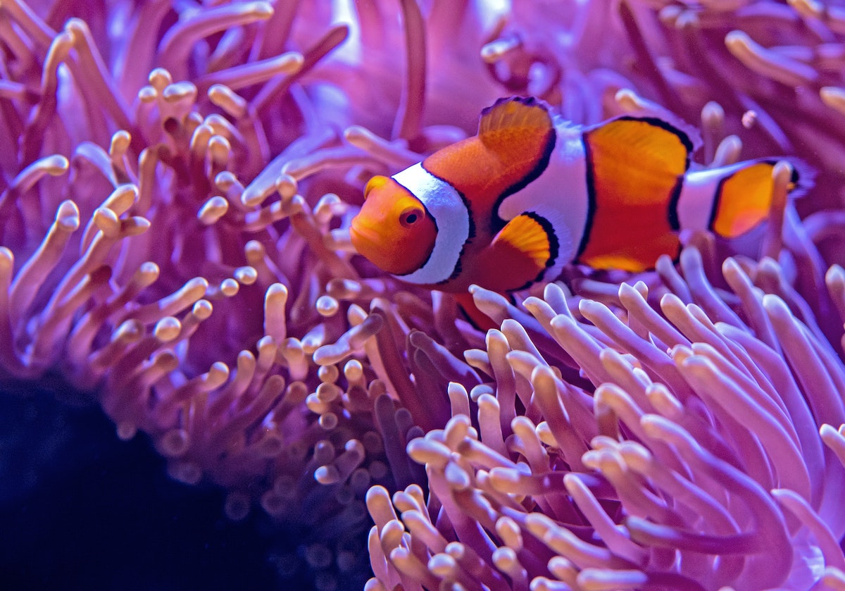 Tiere im Great Barrier Reef - Die "Great 8" - So entdeckst du sie!