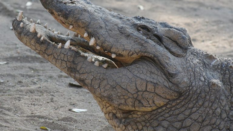 Krokodile in Australien