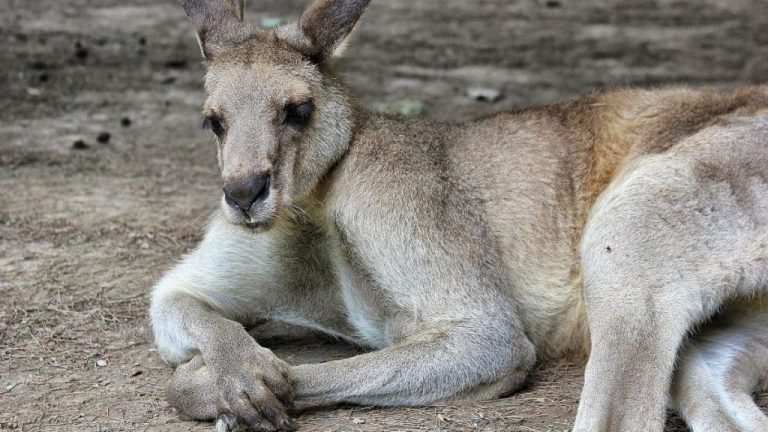 Unglaubliche Känguru Fakten und Informationen